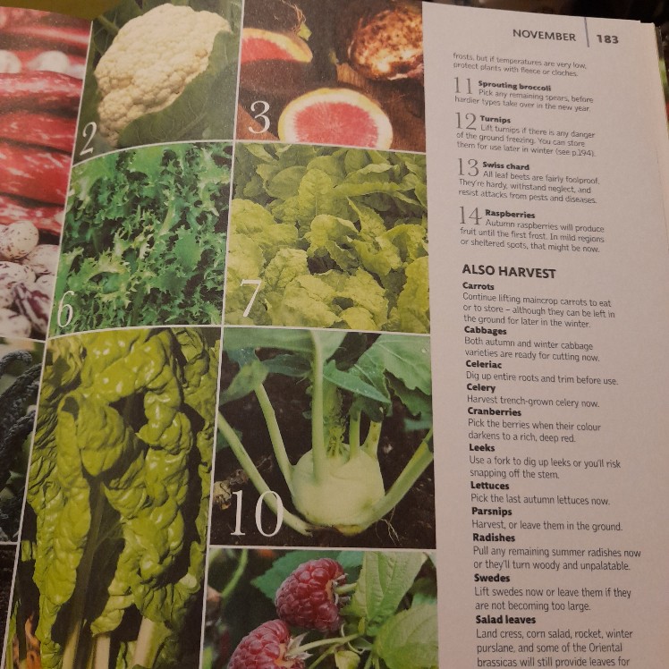 Allotment Month by Month - Image 9