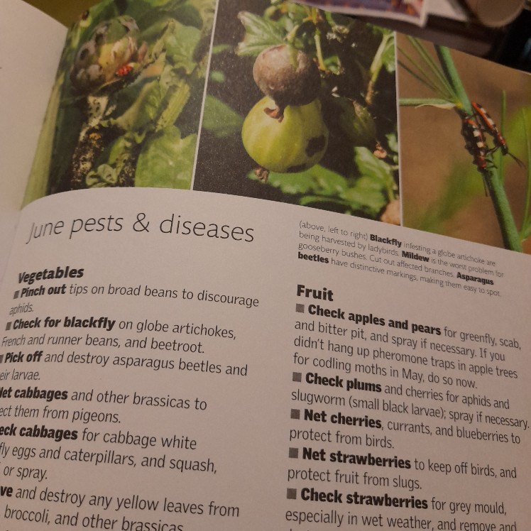 Allotment Month by Month - Image 7