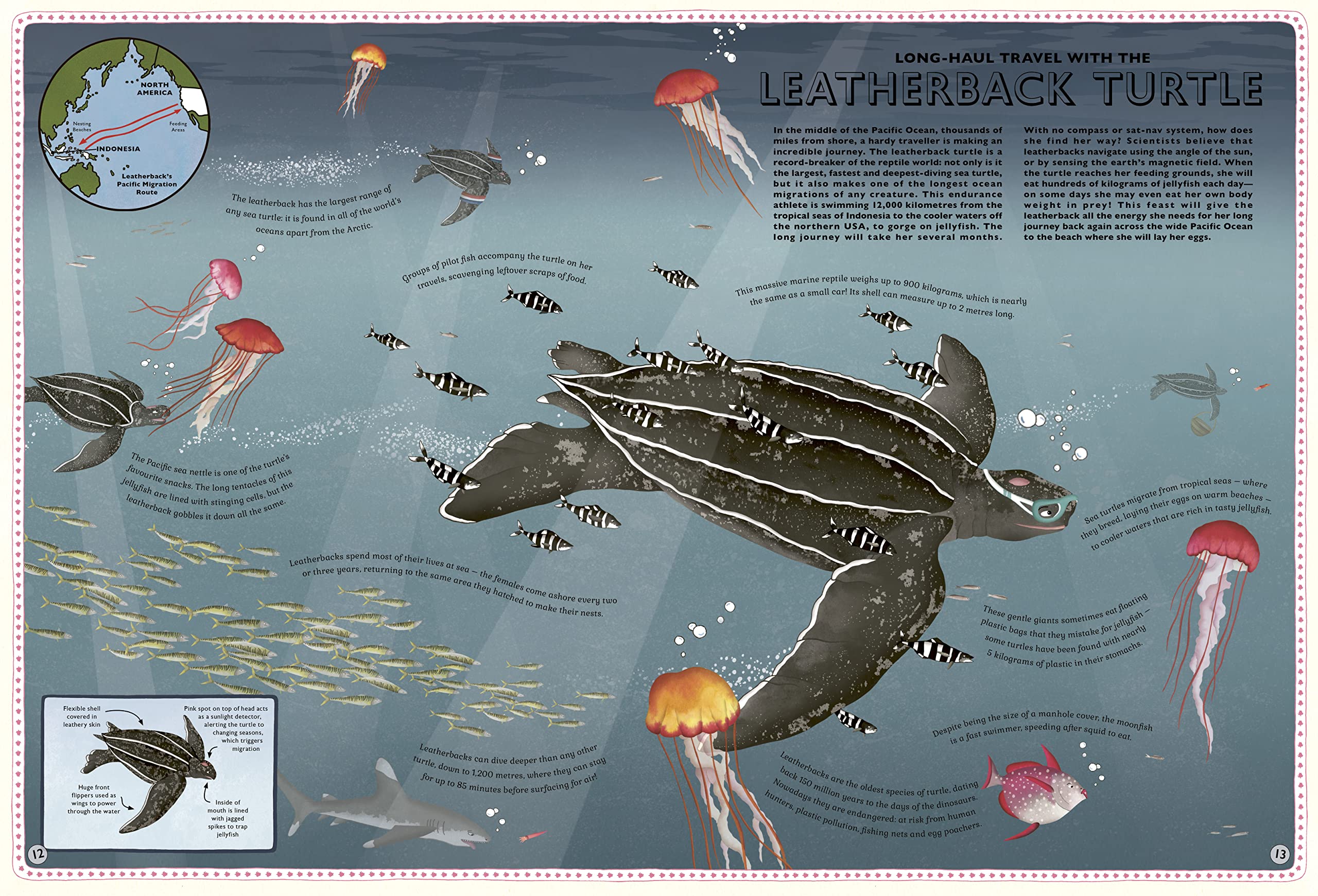 Atlas of Ocean Adventures - Image 5
