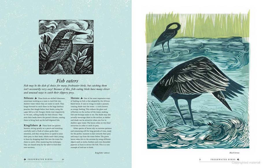 RSPB Birds: Explore their Extraordinary World - Image 3