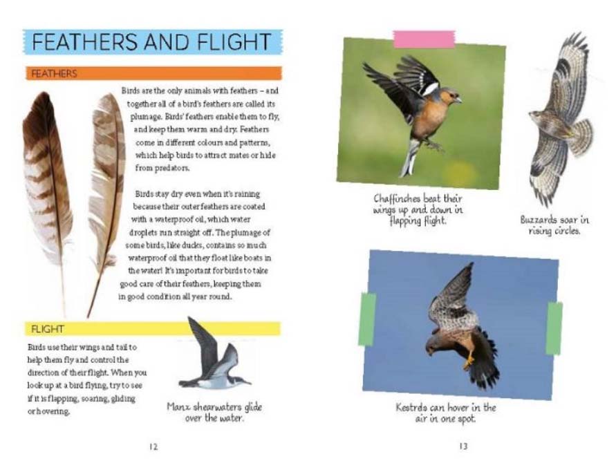 National Trust: Out and About Bird Spotter : A children?s guide to over 100 different birds - Image 3