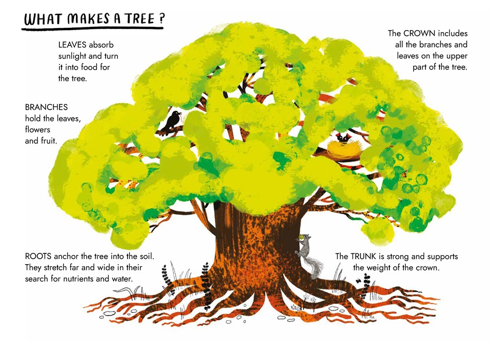 Little Guides to Nature: Hello Trees - Image 5